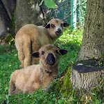Halny Vendégház Zakopane