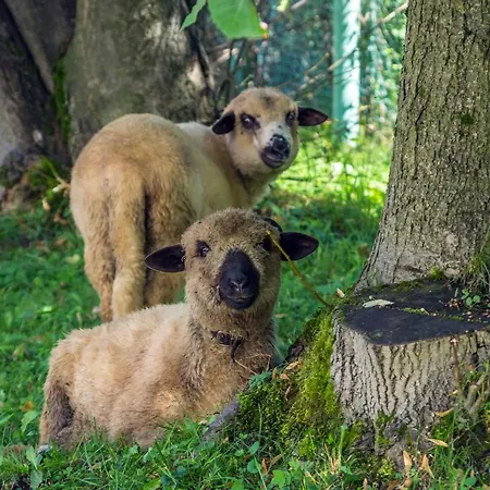 哈尔尼旅馆 招待所 扎科帕内