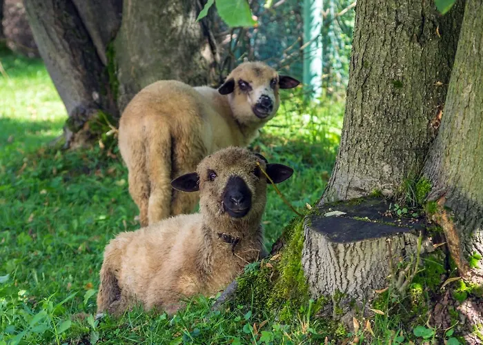 Halny ゲストハウス ザコパネ